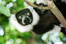 Gesicht eines Schwarz-weiss Varis