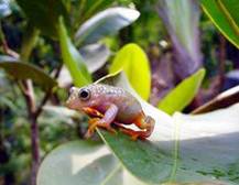 Gepunkteter Riedfrosch