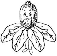 Фейхоа - фрукты раскраски