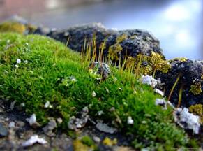 &Lcy;&icy;&shcy;&acy;&jcy;&ncy;&icy;&kcy;&icy; &icy; &mcy;&khcy;&icy;.