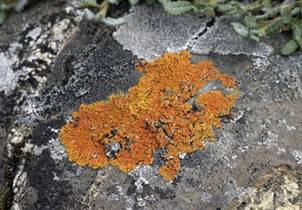 Лишайники и мхи.