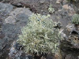 &Lcy;&icy;&shcy;&acy;&jcy;&ncy;&icy;&kcy;&icy;