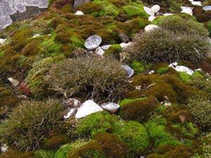 Лишайники и мхи.