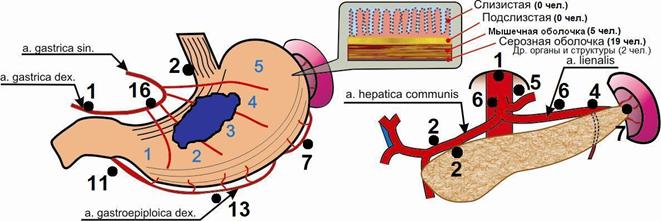 C:\Users\123\Desktop\Окончат вар дисс12.05.10\схема метастазирования посл22.07\схема метастазирования3.25р.jpg