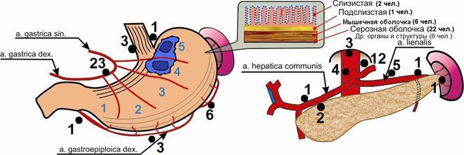 C:\Users\123\Desktop\Окончат вар дисс12.05.10\схема метастазирования посл22.07\схема метастазирования3.26р.jpg
