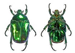 &Bcy;&rcy;&ocy;&ncy;&zcy;&ocy;&vcy;&kcy;&acy;