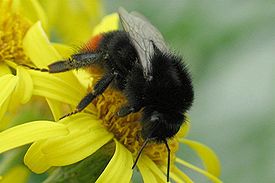 Bombus lapidarius1.jpg