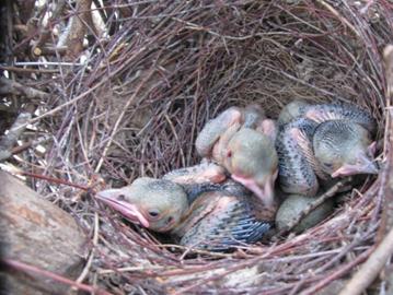 D:\Работа\фото птицы\Сорока\Гнездо№8\Птенцы №8 24,05,2JPG