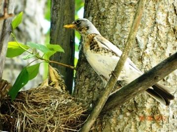 C:\Users\Roza\AppData\Local\Microsoft\Windows\Temporary Internet Files\Content.Word\DSCN6867.jpg