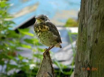 C:\Users\Roza\AppData\Local\Microsoft\Windows\Temporary Internet Files\Content.Word\DSCN7244.jpg