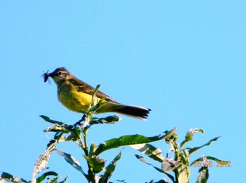 D:\Работа\фото птицы\птицы города\прогулка\DSCN8303.JPG