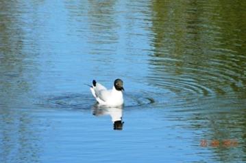 C:\Users\Roza\AppData\Local\Microsoft\Windows\Temporary Internet Files\Content.Word\DSCN5640.jpg