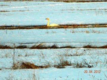 C:\Users\Roza\AppData\Local\Microsoft\Windows\Temporary Internet Files\Content.Word\DSCN3666.jpg