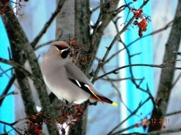 C:\Users\Roza\AppData\Local\Microsoft\Windows\Temporary