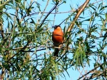 C:\Users\Roza\AppData\Local\Microsoft\Windows\Temporary Internet Files\Content.Word\DSCN7648.jpg