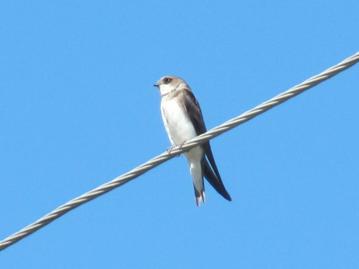 C:\Users\user\Documents\Артем\Фото\Авиафауна города Емва\Разобрать фото\выложить\IMG_3103.JPG