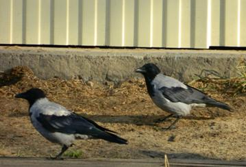 C:\Users\Roza\AppData\Local\Microsoft\Windows\Temporary Internet Files\Content.Word\DSCN9334.jpg