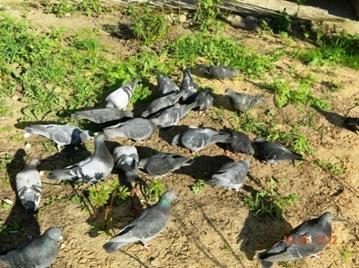 C:\Users\Roza\AppData\Local\Microsoft\Windows\Temporary Internet Files\Content.Word\DSCN5204.jpg