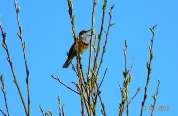 C:\Users\Roza\AppData\Local\Microsoft\Windows\Temporary Internet Files\Content.Word\DSCN4685.jpg