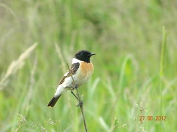 C:\Users\Roza\AppData\Local\Microsoft\Windows\Temporary Internet Files\Content.Word\DSCN8506.jpg