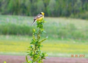 C:\Users\Roza\AppData\Local\Microsoft\Windows\Temporary Internet Files\Content.Word\DSCN6113.jpg