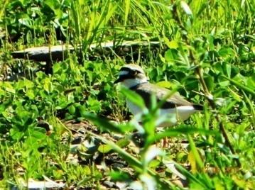 C:\Users\Roza\AppData\Local\Microsoft\Windows\Temporary Internet Files\Content.Word\DSCN7713.jpg