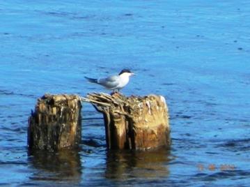 C:\Users\Roza\AppData\Local\Microsoft\Windows\Temporary Internet Files\Content.Word\DSCN7612.jpg