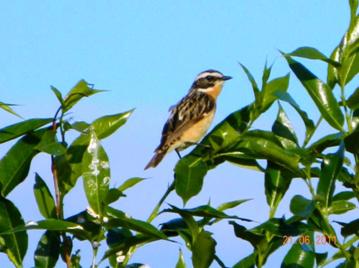 C:\Users\Roza\AppData\Local\Microsoft\Windows\Temporary Internet Files\Content.Word\DSCN1305.jpg