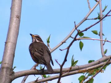 C:\Users\Roza\AppData\Local\Microsoft\Windows\Temporary