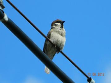 C:\Users\Roza\AppData\Local\Microsoft\Windows\Temporary Internet Files\Content.Word\DSCN7733.jpg