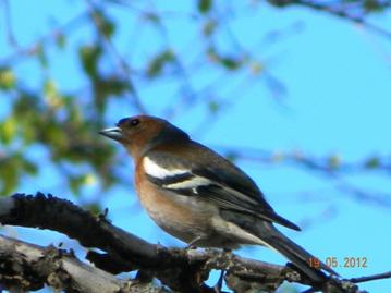 D:\Работа\фото птицы\птицы города\ул Дзержинского\DSCN5152.JPG