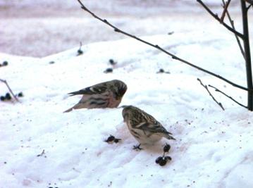 C:\Users\Roza\AppData\Local\Microsoft\Windows\Temporary Internet Files\Content.Word\DSCN3079.jpg