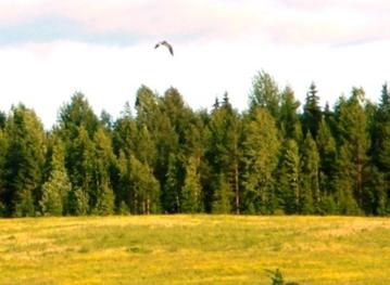 C:\Users\Roza\AppData\Local\Microsoft\Windows\Temporary