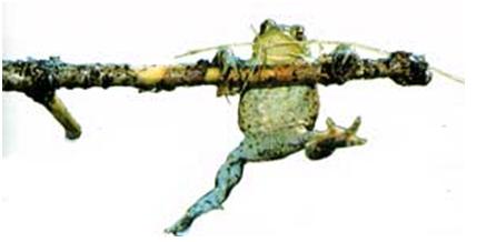 :frog.JPG