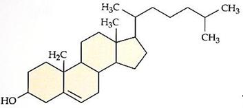 http://www.phyzio.com/wp-content/uploads/2012/02/cholesterol.jpg