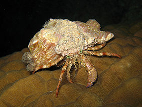 http://upload.wikimedia.org/wikipedia/commons/thumb/5/5b/Dardanuspedunculatus.jpg/285px-Dardanuspedunculatus.jpg