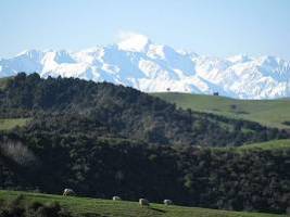 : \\IVAN_DESKTOP\My Documents\My Pictures\New Zealand Photos\Locate\Fam trip Sergey Aug 2009\Best\Optimize\Sheep_green_snow.jpg