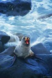 : Fur Seal, Kaikoura