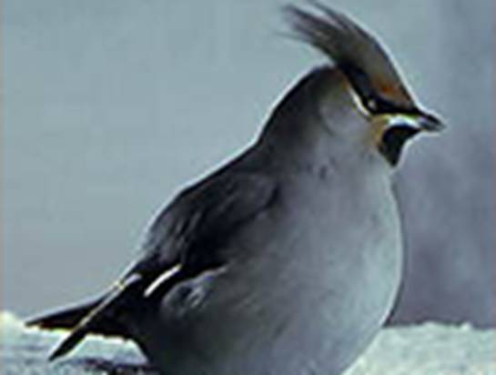 D:\ \Data\Database\Data\VICT\B059I.BMP