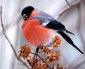 Картинка 6 из 57439