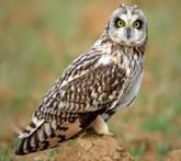 Картинка 16 из 109299