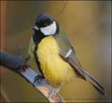 Картинка 2 из 48363