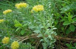 E:\Лето красной книги\родиола1.jpg