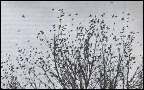 фотоотсчёт