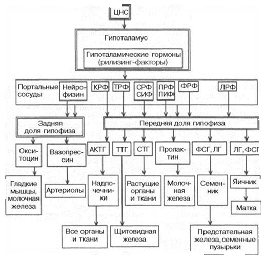 : : : : : : http://*****/biologhim/bio/img584.jpg