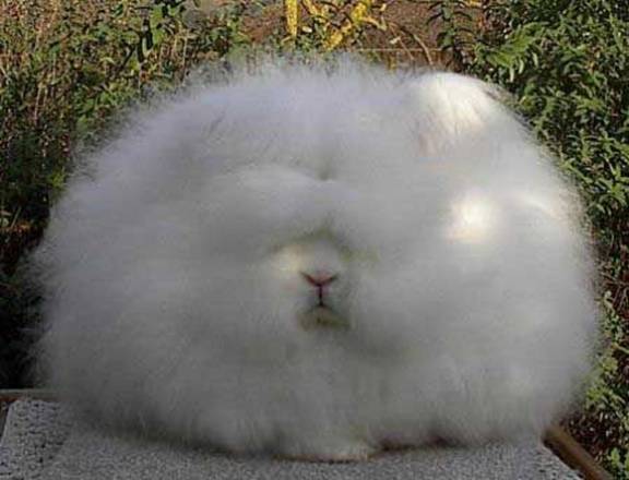 51e4571ffac2d946cfe6b31811f83a27_front_pushok