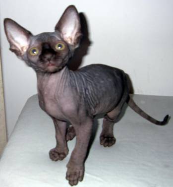 C:\Users\HP\Desktop\в папку доступ категорически воспрещен!!!\Биология\фото\канадский сфинкс\__1----.jpg