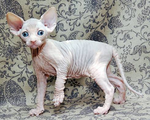 C:\Users\HP\Desktop\в папку доступ категорически воспрещен!!!\Биология\фото\канадский сфинкс\.jpg