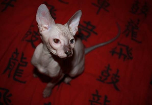 C:\Users\HP\Desktop\в папку доступ категорически воспрещен!!!\Биология\фото\донской сфинкс\donskoy-sphinx-01.jpg