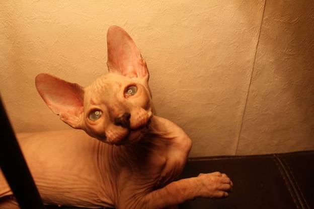 C:\Users\HP\Desktop\в папку доступ категорически воспрещен!!!\Биология\фото\донской сфинкс\donskoy-sphinx-03.jpg